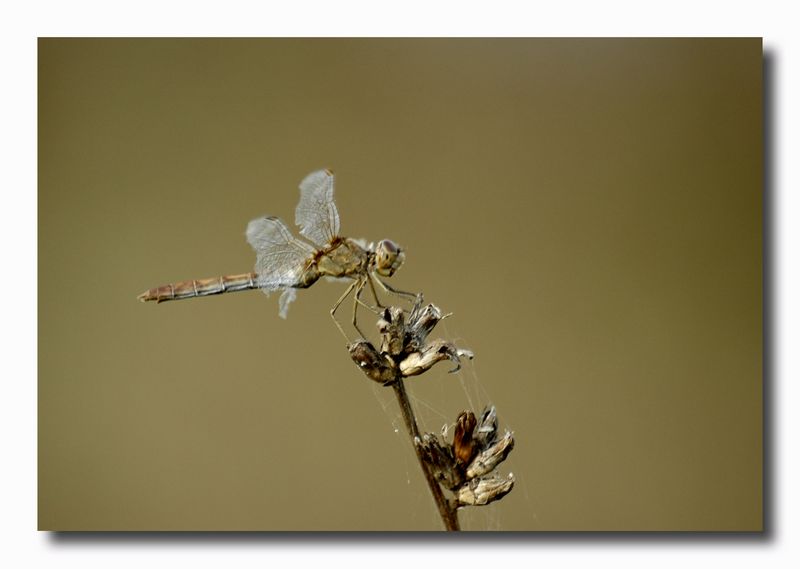 Crocothemis erythraea e